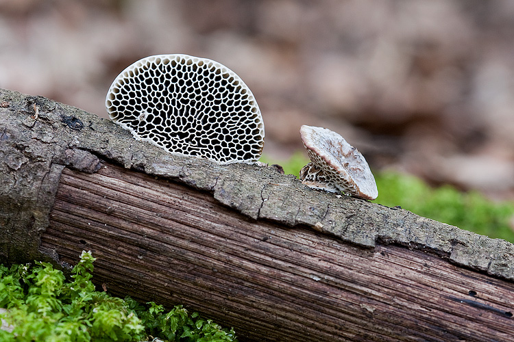 Hexagonia nitida